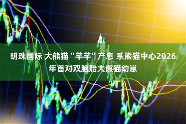 明珠国际 大熊猫“芊芊”产崽 系熊猫中心2026年首对双胞胎大熊猫幼崽